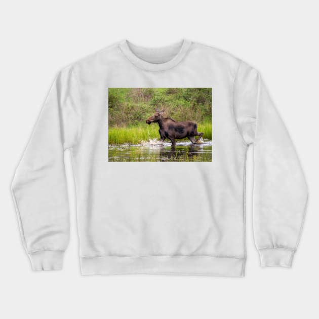 Young Moose running in the water Crewneck Sweatshirt by algill